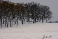 Snowy Tree Grove