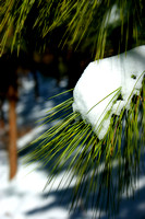 Snow In The Pines