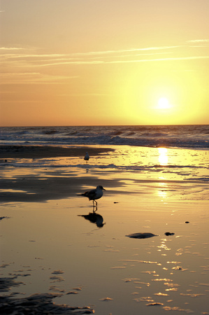 Sunset Birds at Sunrise