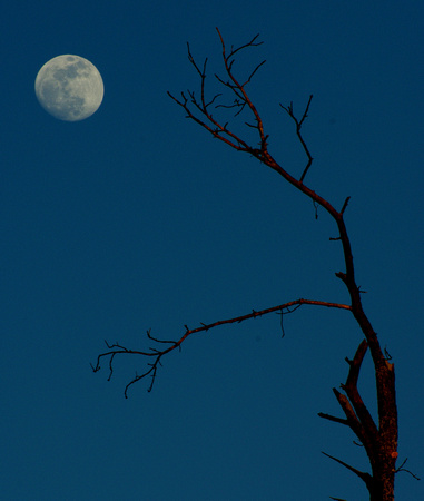 Moon and Old Tree