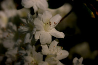 White Azalea Bloom