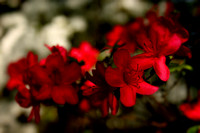 Red Azalea Bloom