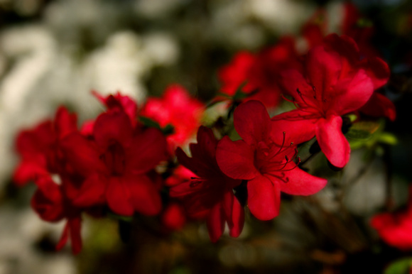Red Azalea Bloom