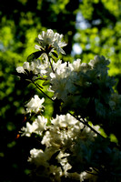 White Azalea Bloom In the Sun