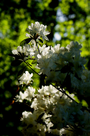 White Azalea Bloom In the Sun